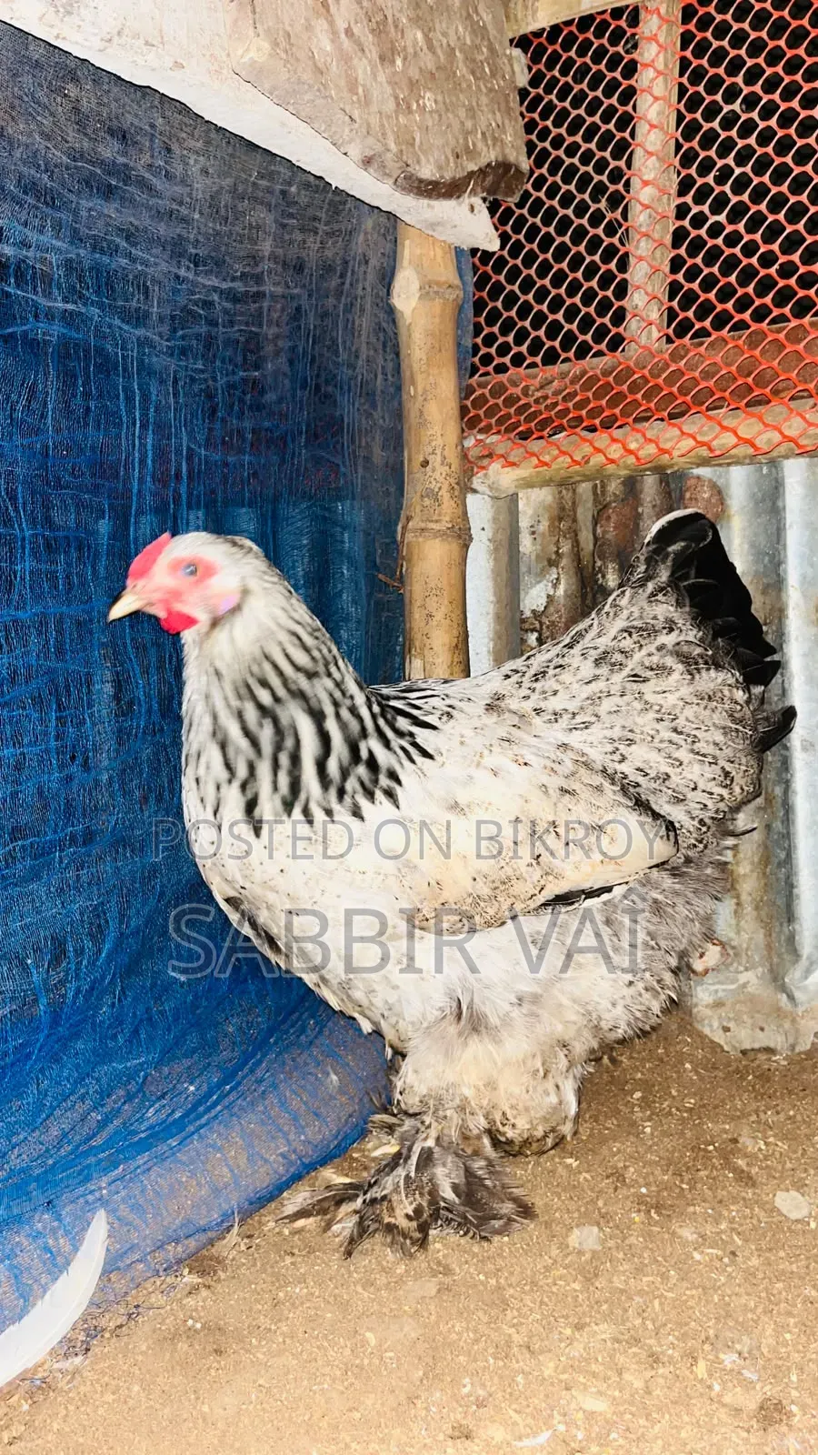 Brahma and Sultan Japanese chickens, you will get our work