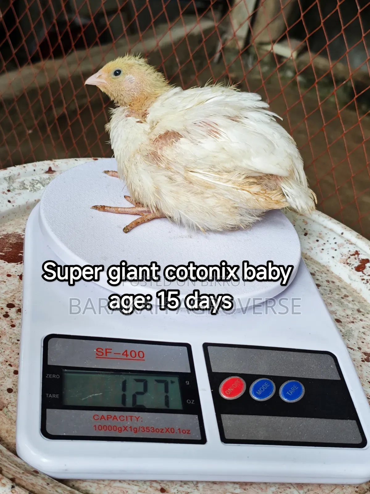 Original European Super Giant Coturnix Quail Chicks