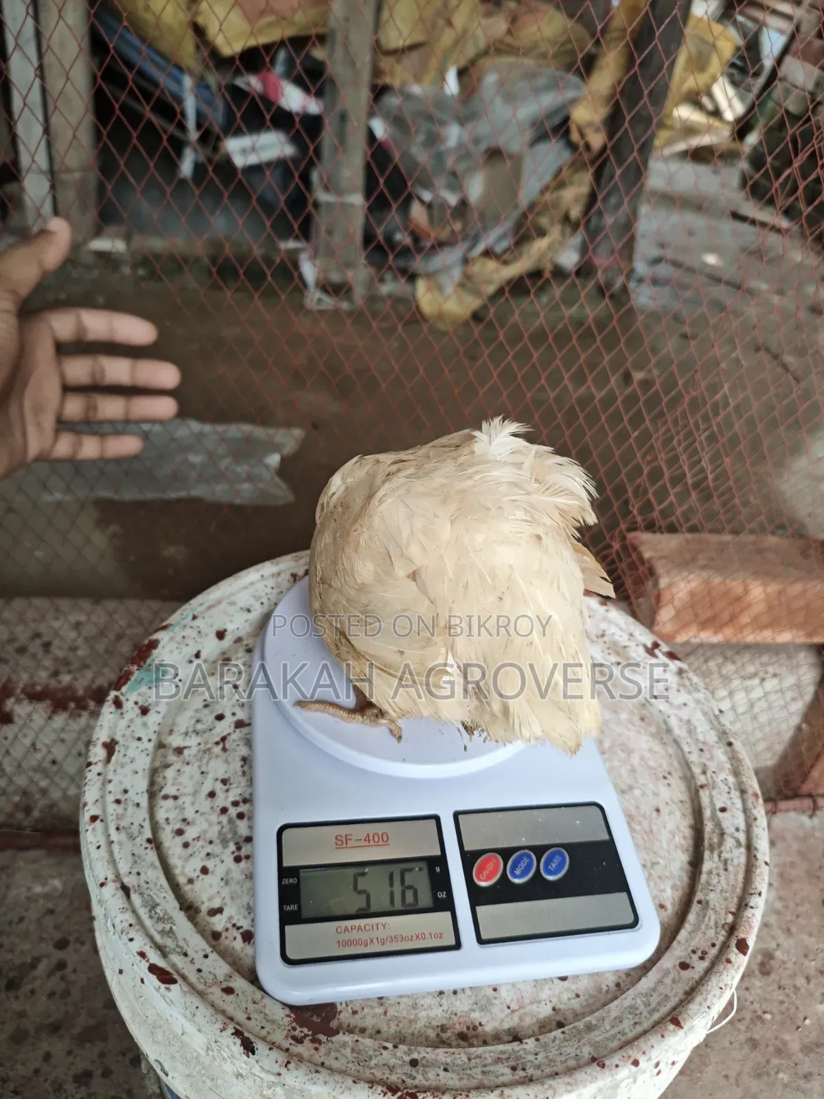 Original European Super Giant Coturnix Quail Chicks