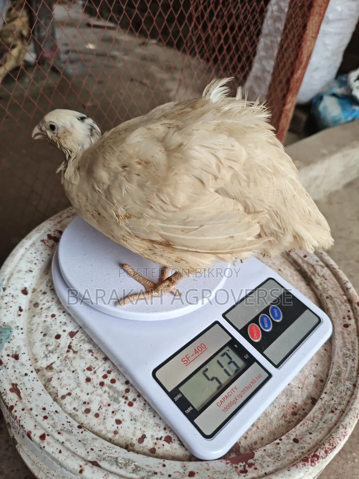 Original European Super Giant Coturnix Quail Chicks