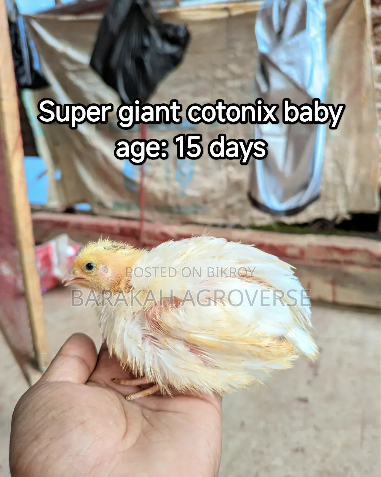 Original European Super Giant Coturnix Quail Chicks