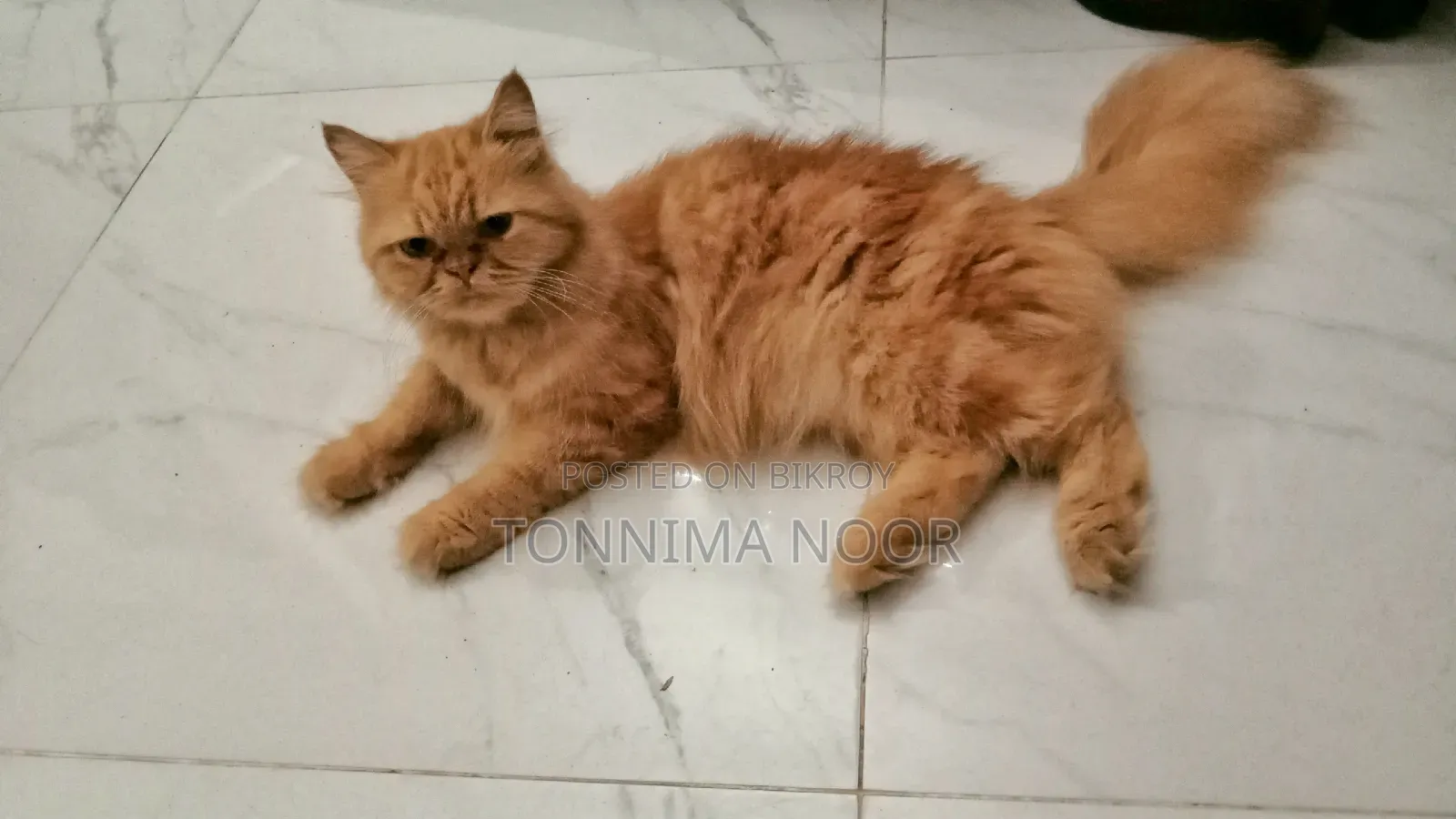 1+ year Female Purebred Persian Cat with 2 Kittens