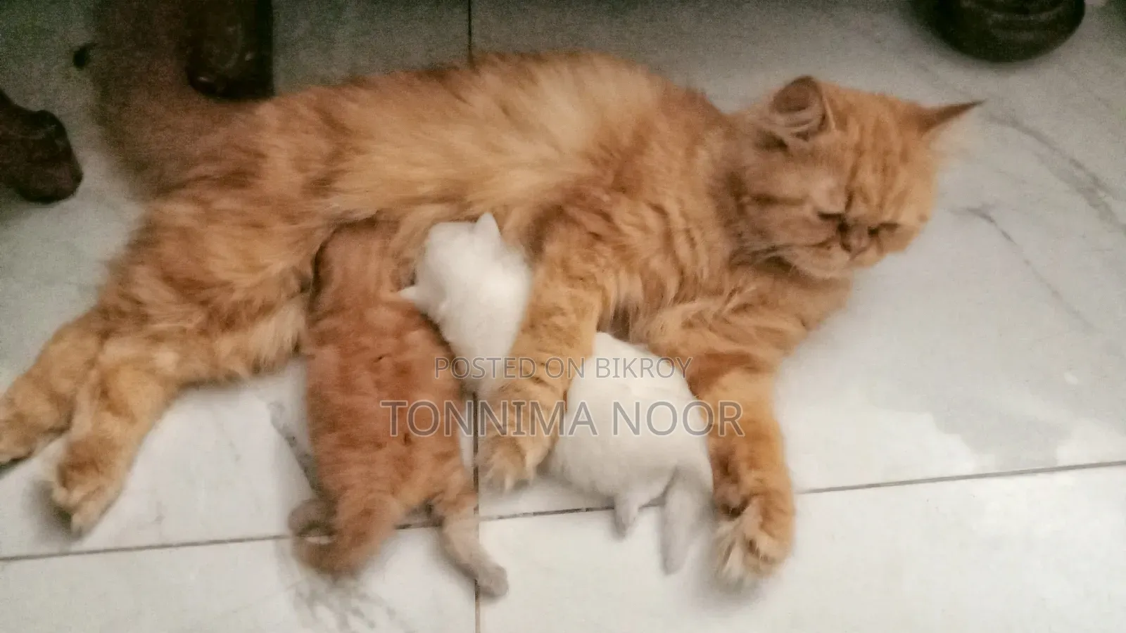 1+ year Female Purebred Persian Cat with 2 Kittens
