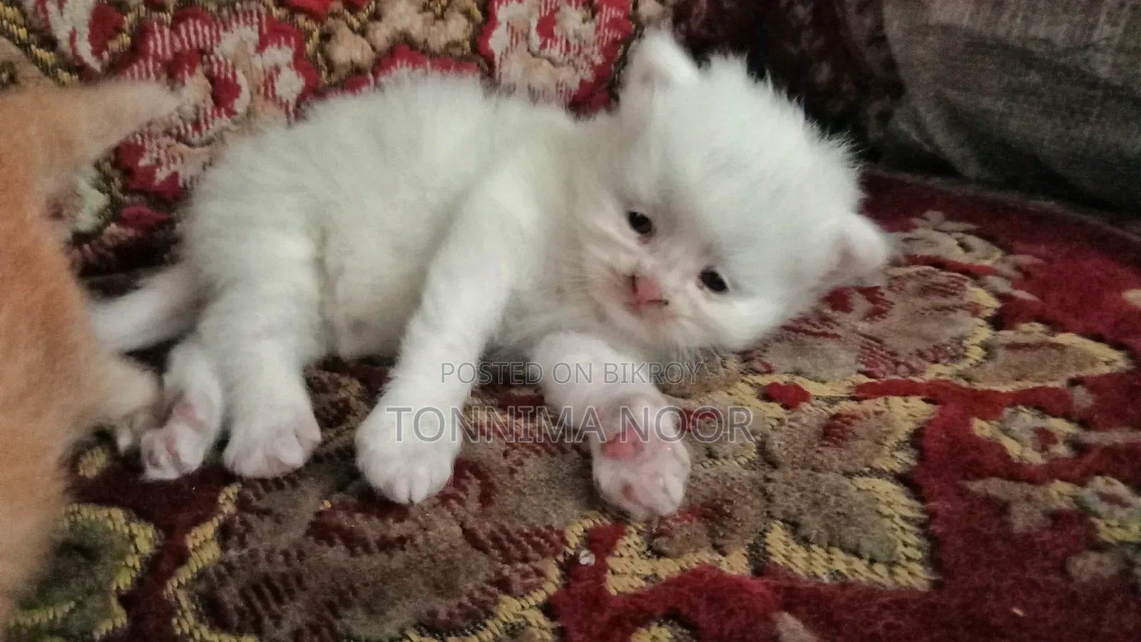 1+ year Female Purebred Persian Cat with 2 Kittens