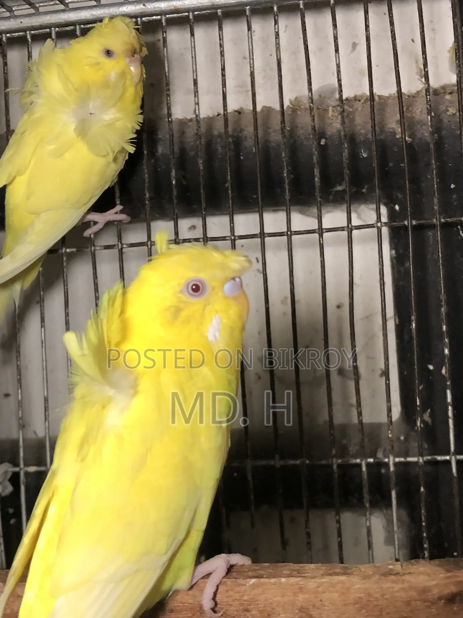 JP Lutino Red Eye Pair