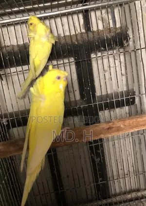 জেপি লুটিনো রেড আই পেয়ার
