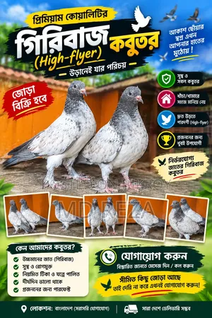 গিরিবাজ (High-Flyer) কবুতর জোড়া বিক্রি