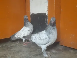Giribaz (High-Flyer) Pigeon Pair for Sale
