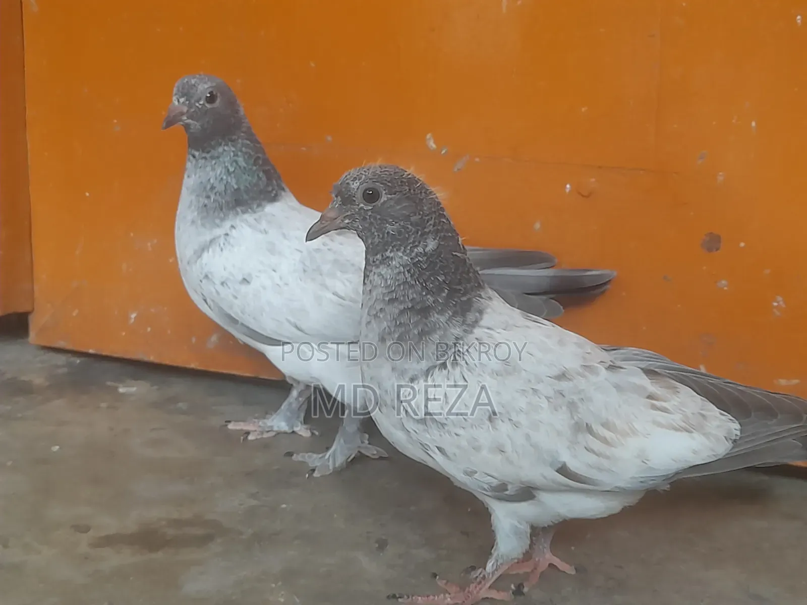 Giribaz (High-Flyer) Pigeon Pair for Sale