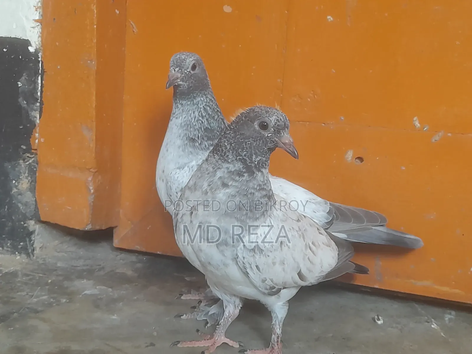 Giribaz (High-Flyer) Pigeon Pair for Sale