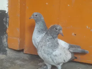 Giribaz (High-Flyer) Pigeon Pair for Sale