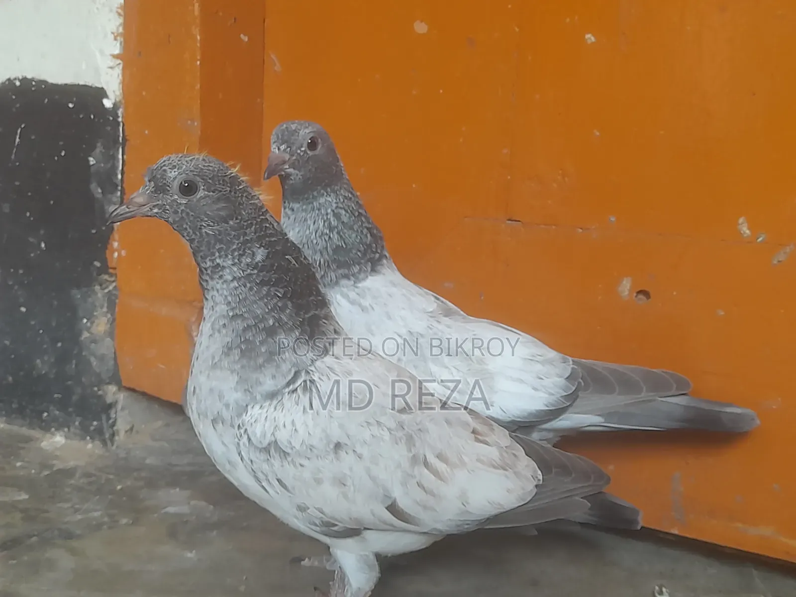 Giribaz (High-Flyer) Pigeon Pair for Sale