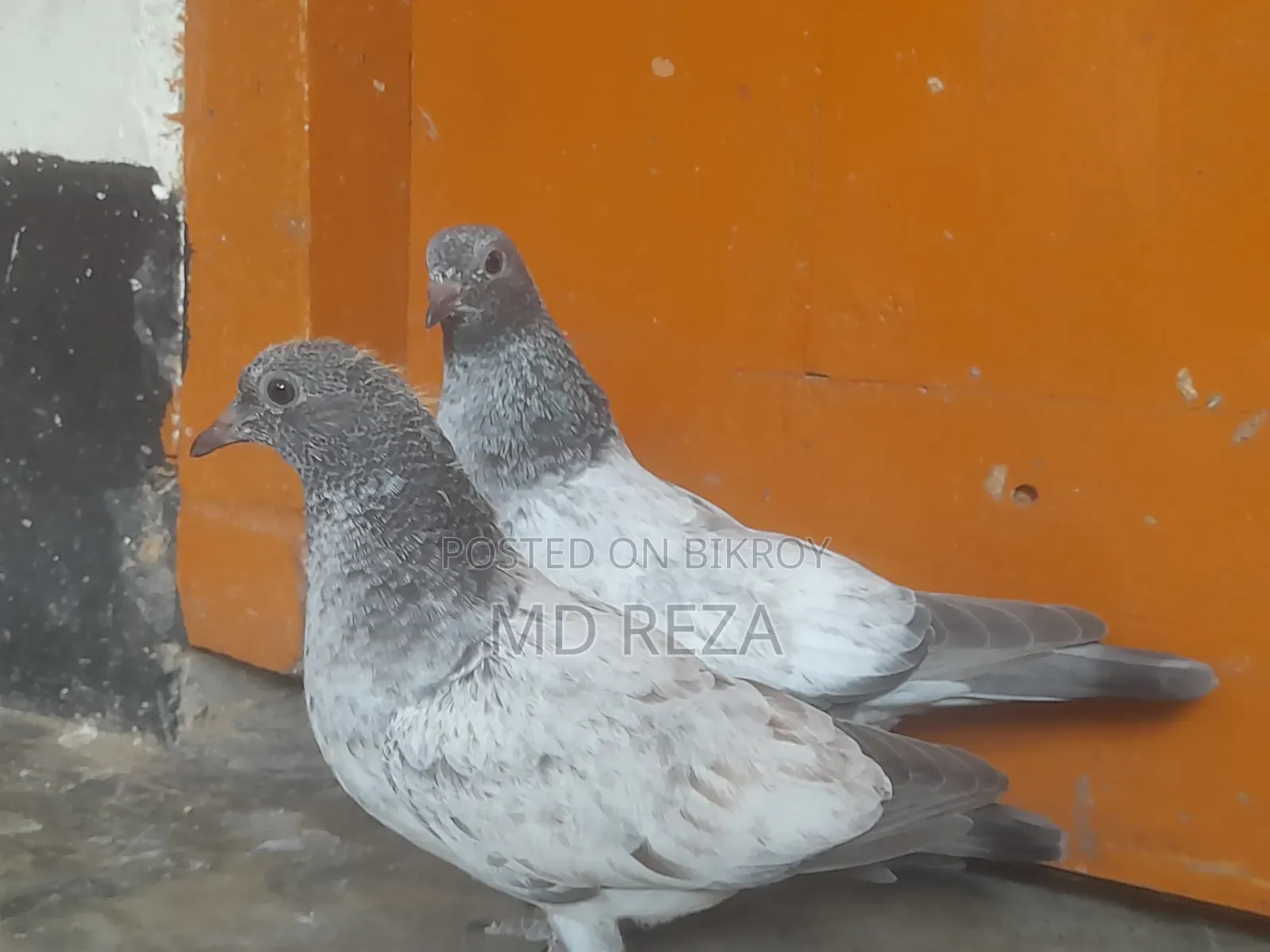 Giribaz (High-Flyer) Pigeon Pair for Sale