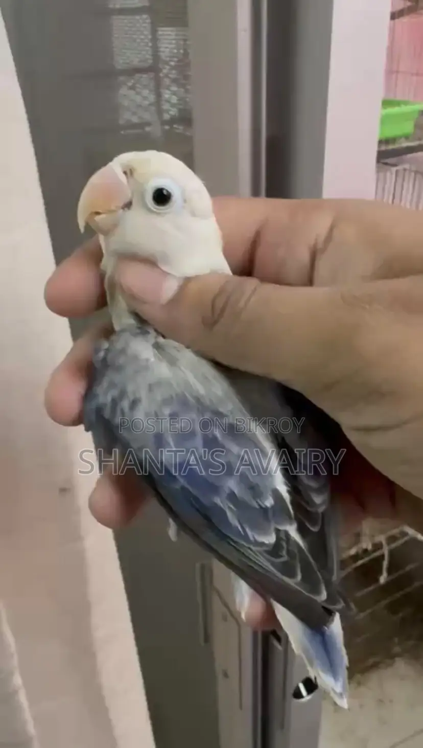 ডিএফ ভায়োলেট ইউয়িং ওপ্যালিন