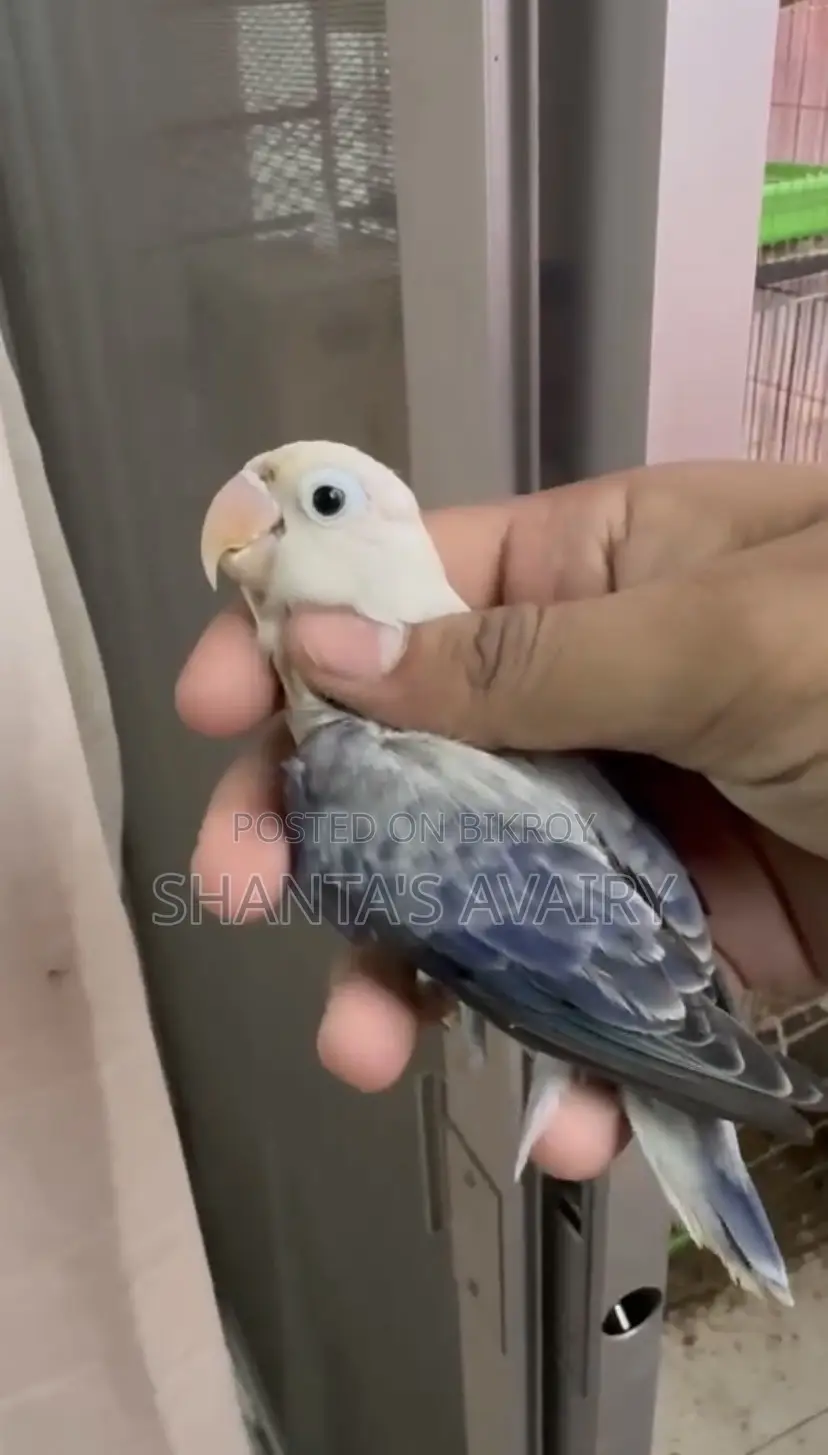 ডিএফ ভায়োলেট ইউয়িং ওপ্যালিন