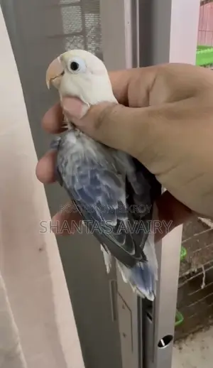 ডিএফ ভায়োলেট ইউয়িং ওপ্যালিন