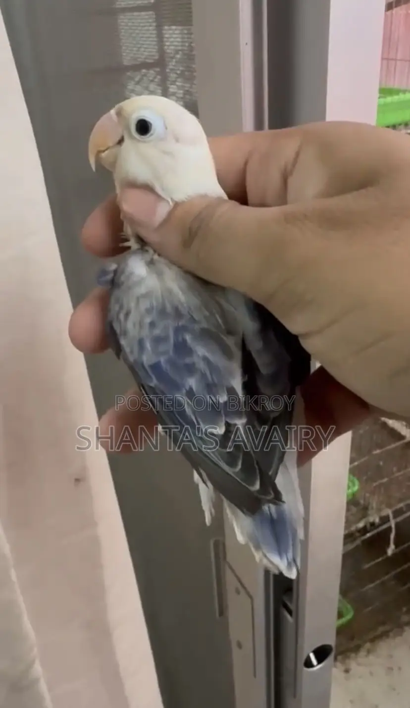 ডিএফ ভায়োলেট ইউয়িং ওপ্যালিন