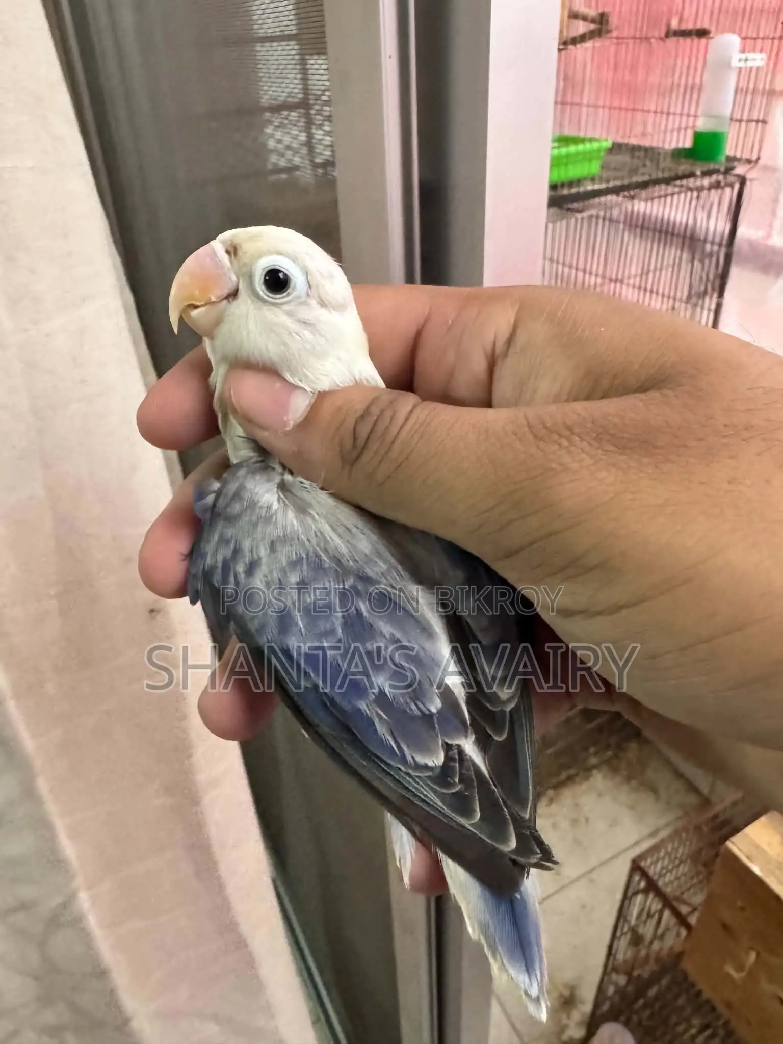 ডিএফ ভায়োলেট ইউয়িং ওপ্যালিন