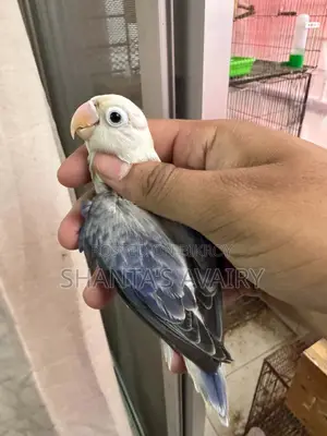 ডিএফ ভায়োলেট ইউয়িং ওপ্যালিন