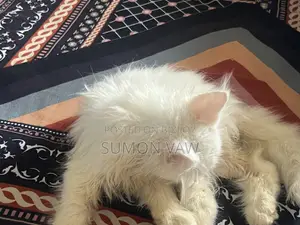 ১-৩ মাস বয়সী পুরুষ খাঁটি পার্সিয়ান