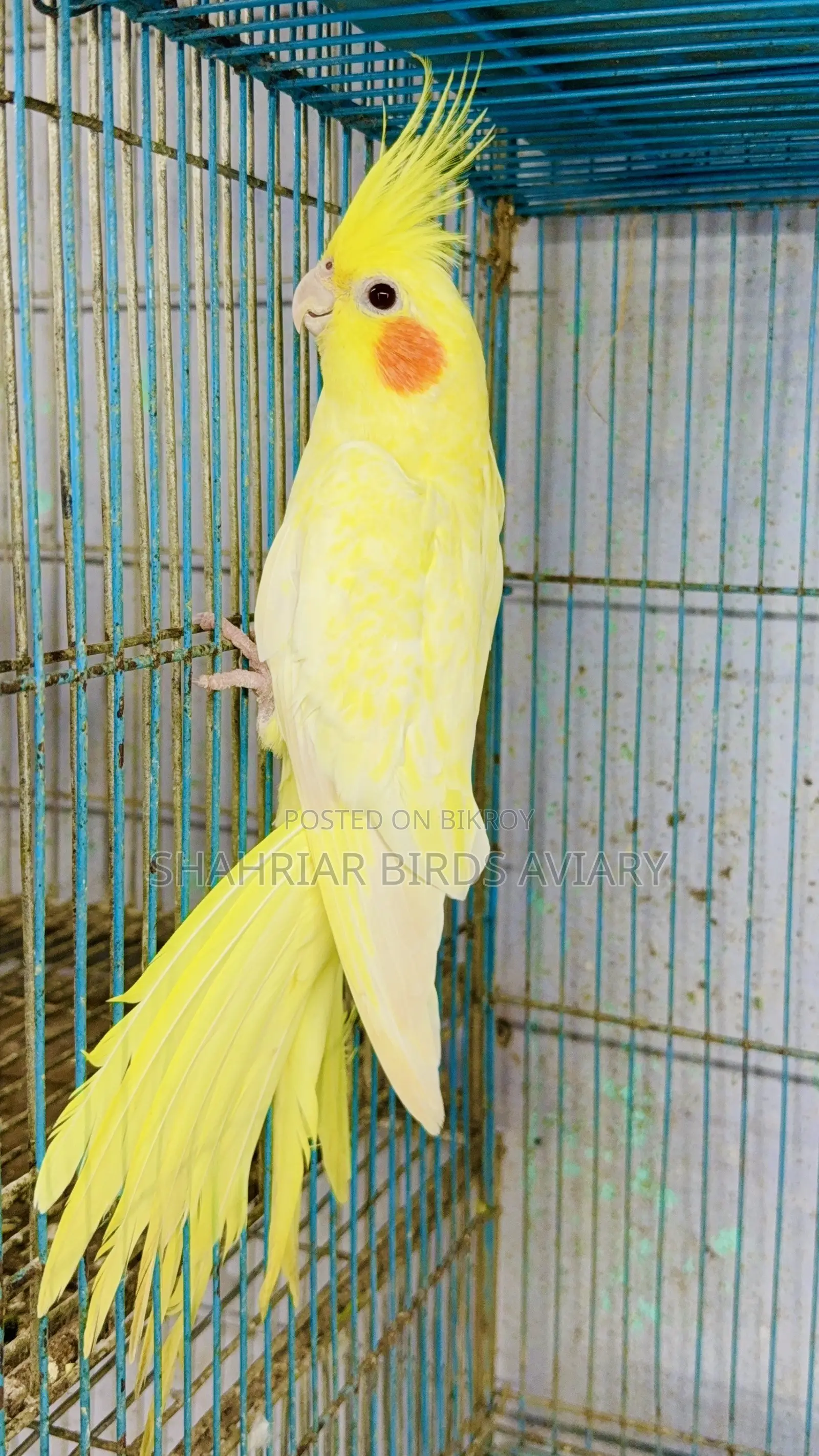 লোটিনো হেভি পাল ককাটেইল