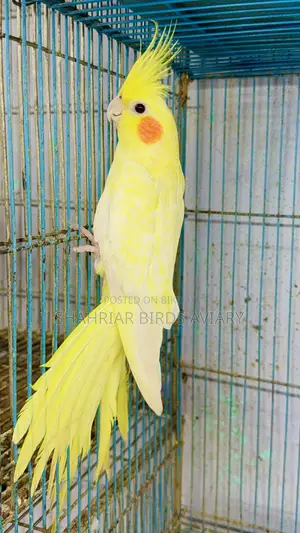লোটিনো হেভি পাল ককাটেইল