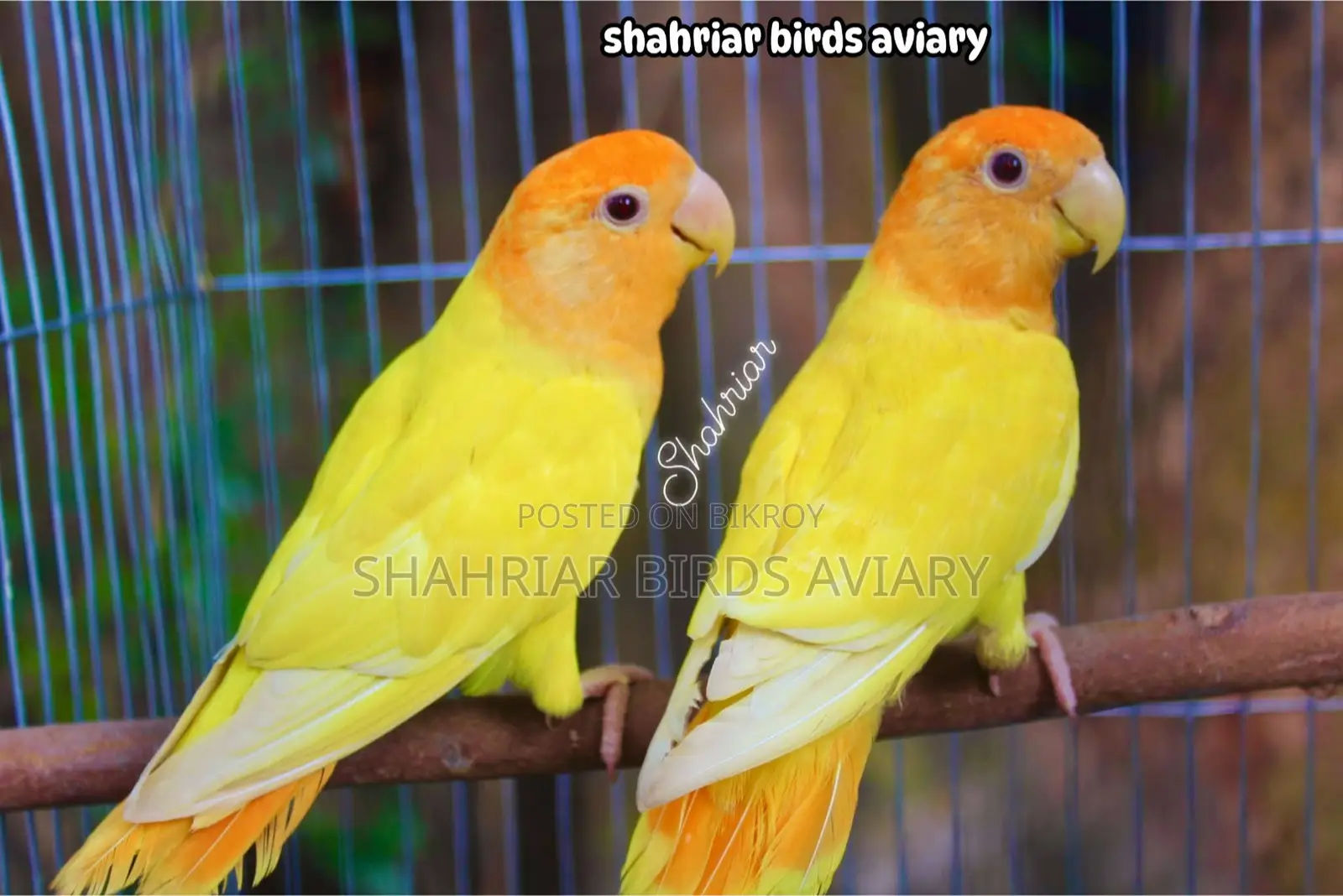 অরেঞ্জ হেড অপলাইন লাভবার্ড (টপ কোয়ালিটি )