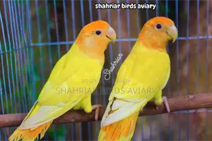 অরেঞ্জ হেড অপলাইন লাভবার্ড (টপ কোয়ালিটি )
