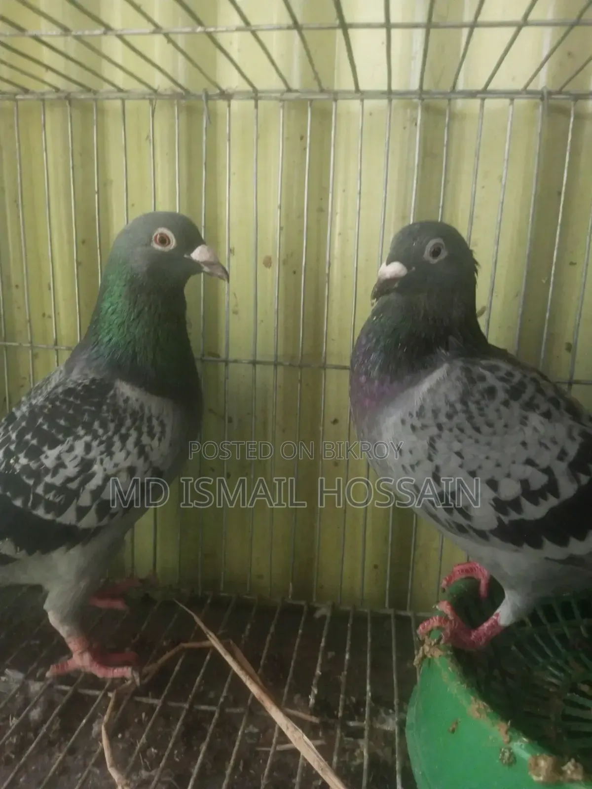 High Quality Racing Pigeon Pair with Original Pedigree