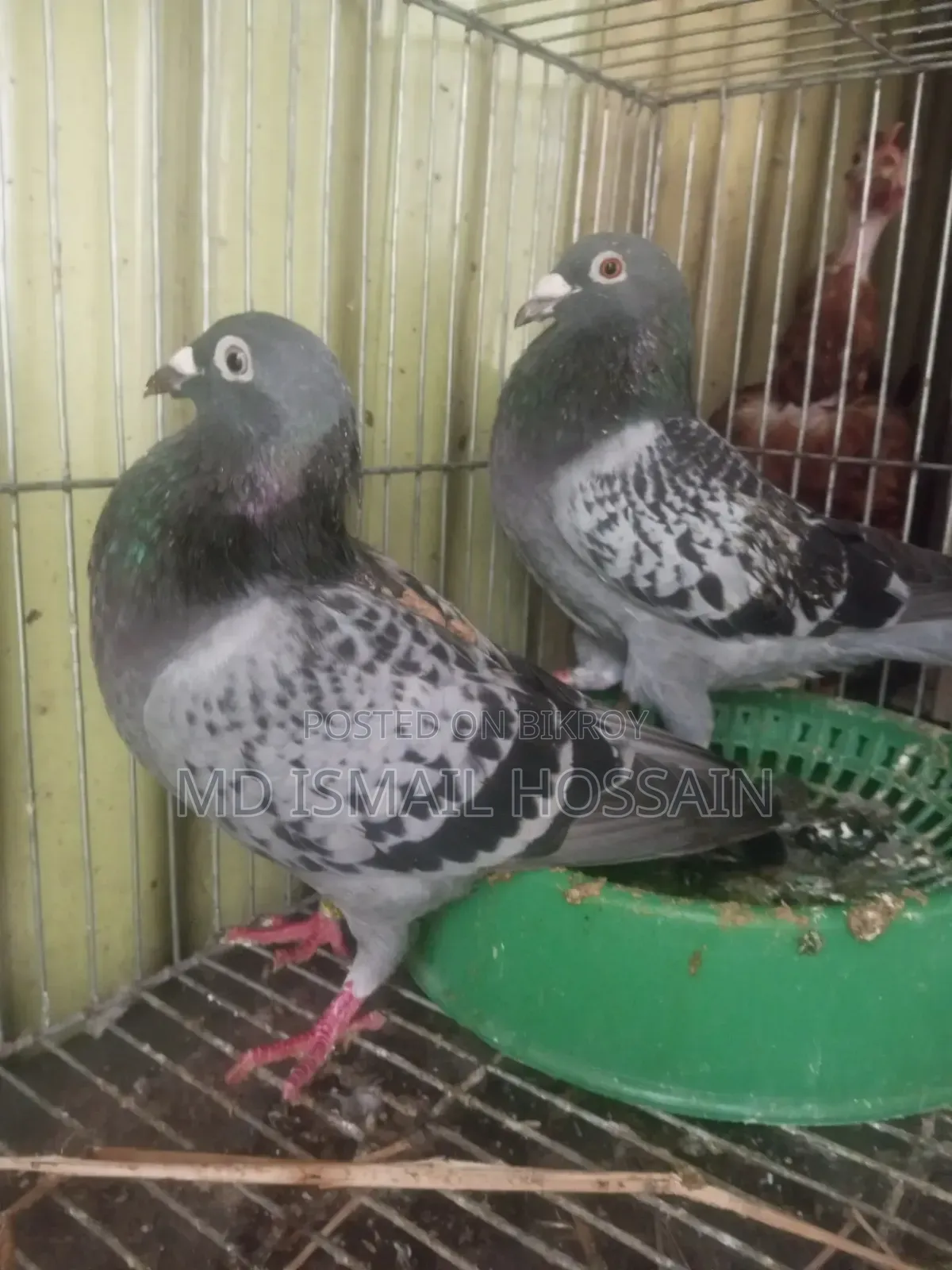 High Quality Racing Pigeon Pair with Original Pedigree