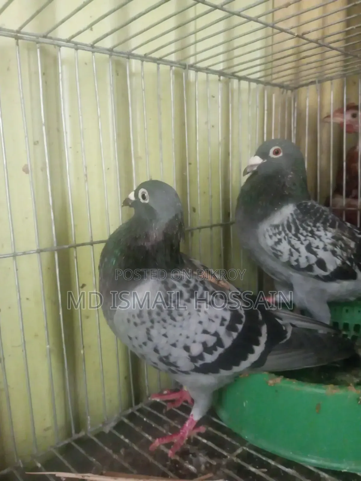 High Quality Racing Pigeon Pair with Original Pedigree