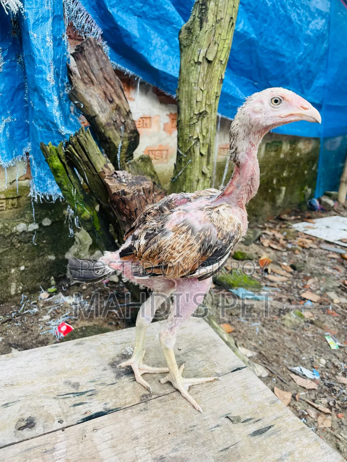 Aseel 3 Pieces Baby Chickens for Sale