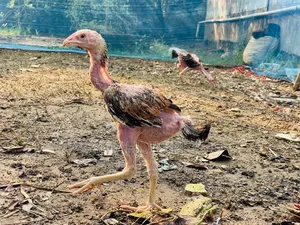 Aseel 3 Pieces Baby Chickens for Sale