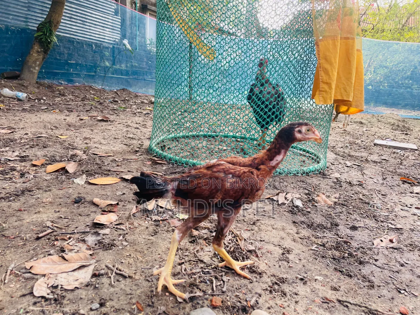 Aseel 3 Pieces Baby Chickens for Sale