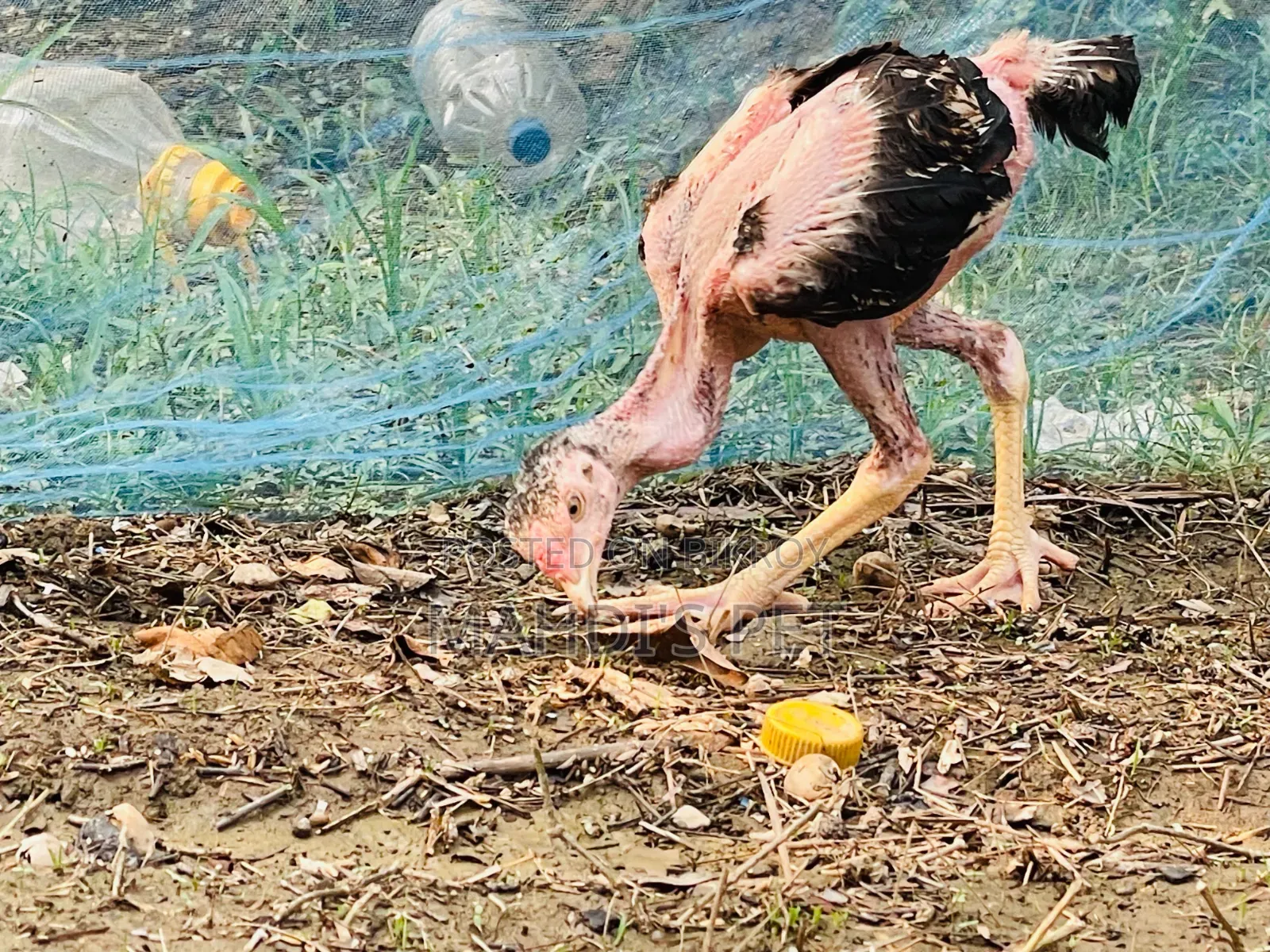Aseel 3 Pieces Baby Chickens for Sale