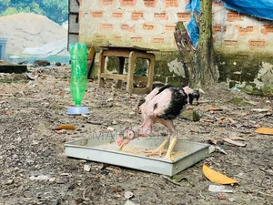 Aseel 3 Pieces Baby Chickens for Sale