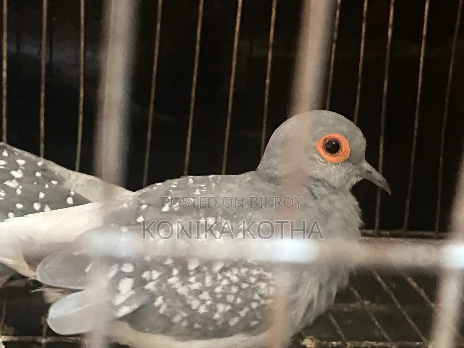 Dimond Dove Sell