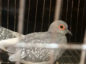 Dimond Dove Sell