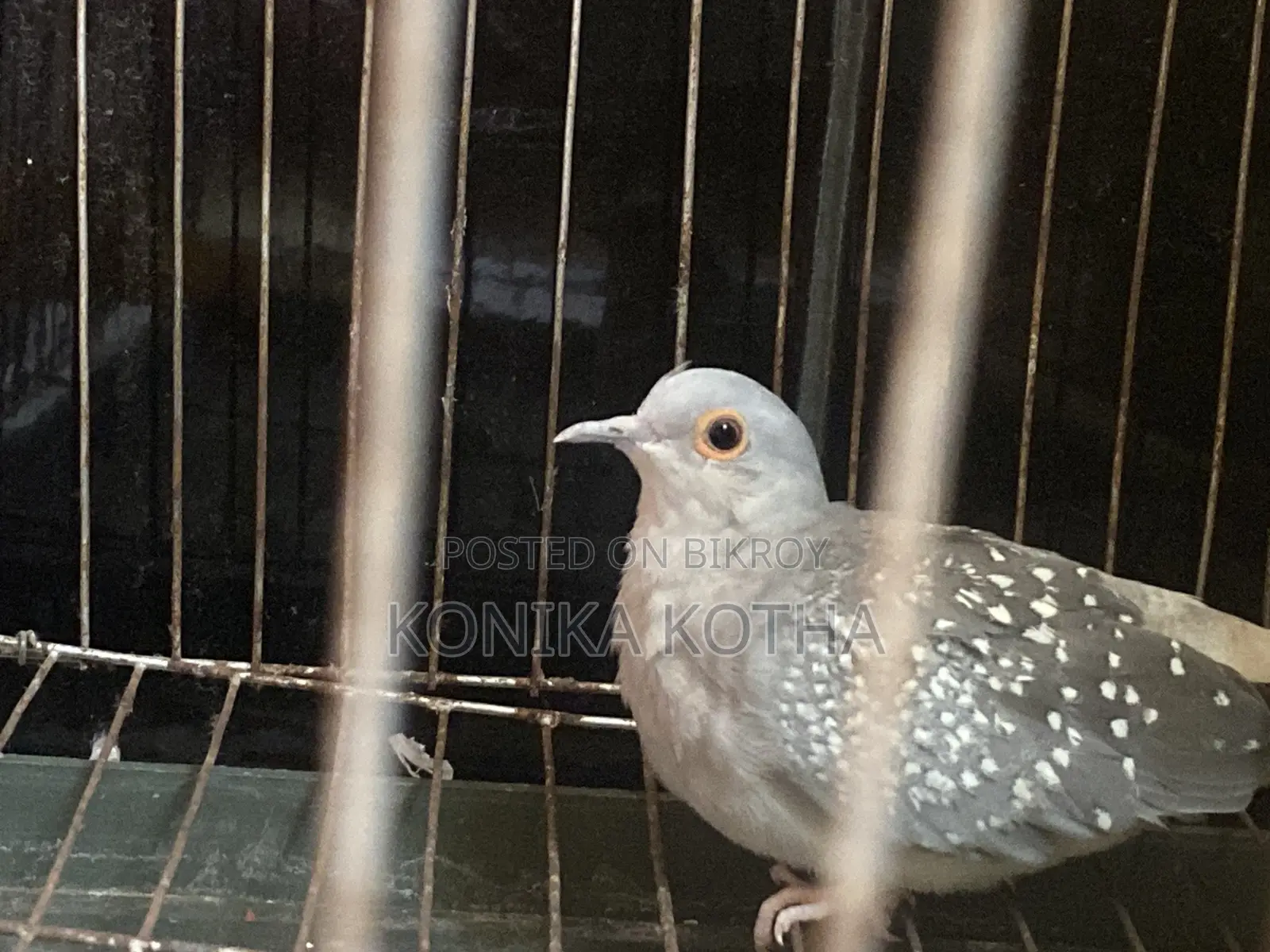 Dimond Dove Sell
