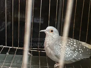 Dimond Dove Sell