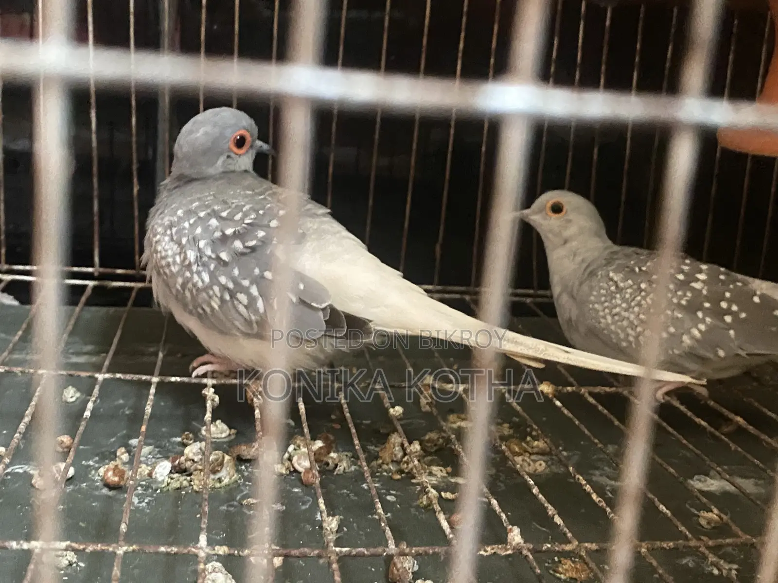 Dimond Dove Sell