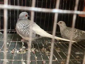 Dimond Dove Sell