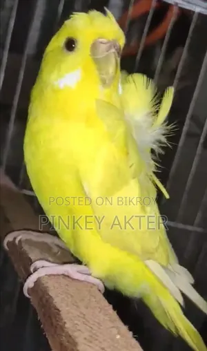 একটা রানিং জেপি সেল করা হবে