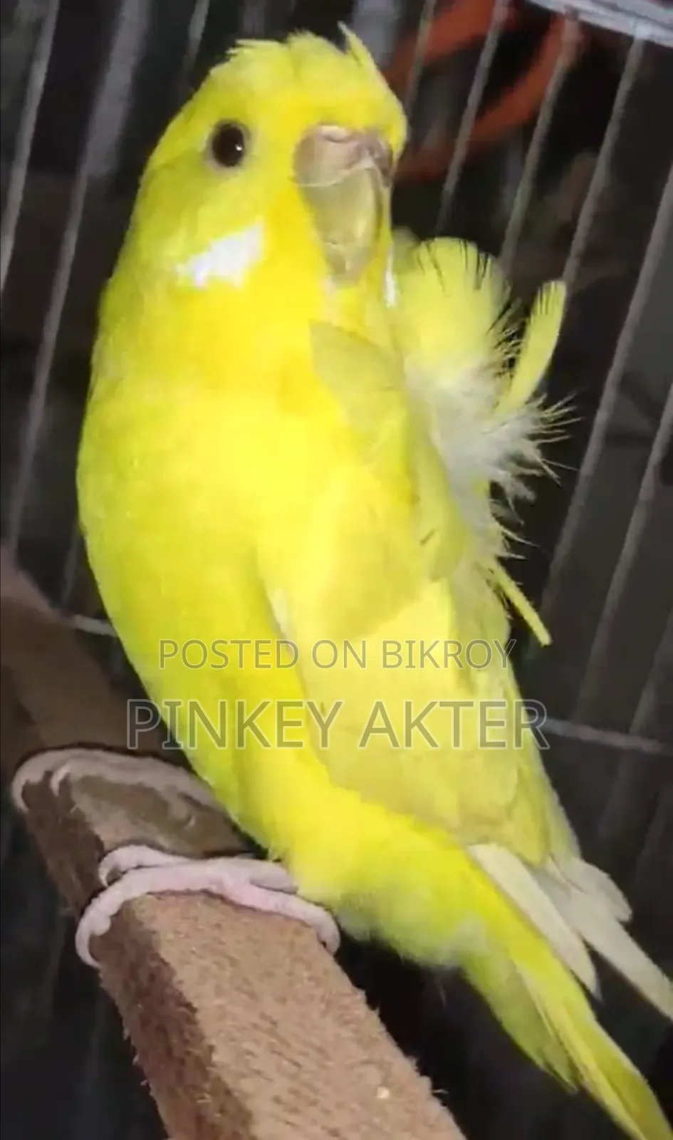 একটা রানিং জেপি সেল করা হবে
