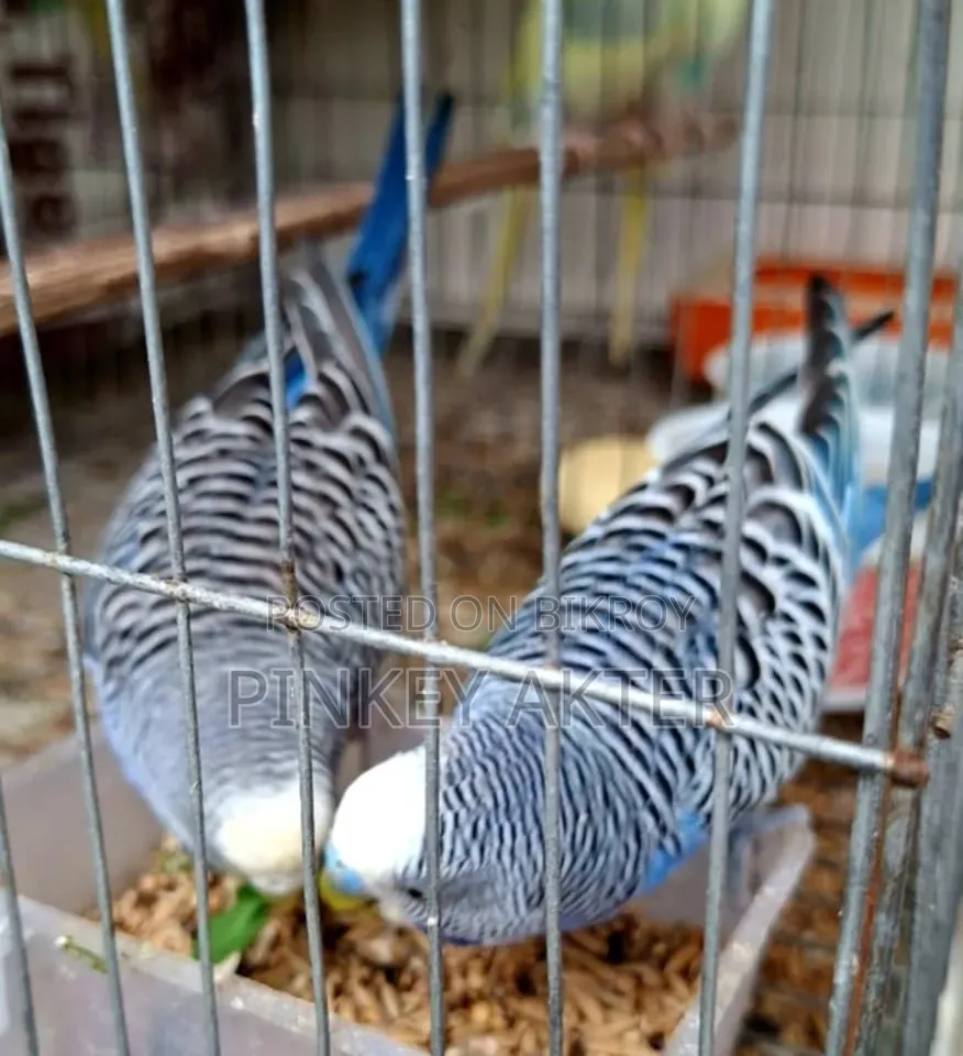 ১ জোড়া মাস্টার পেয়ার সেল করবো।