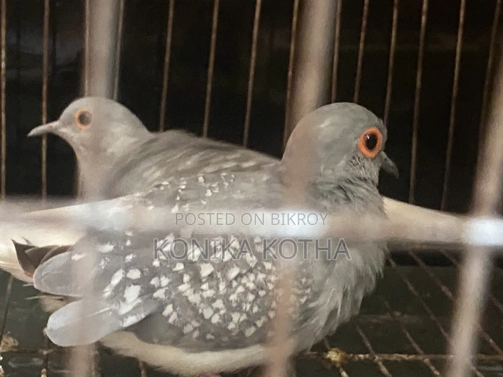 Diamond Dove Running Pair Sell