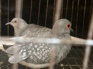 Diamond Dove Running Pair Sell