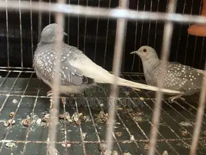 Diamond Dove Running Pair Sell