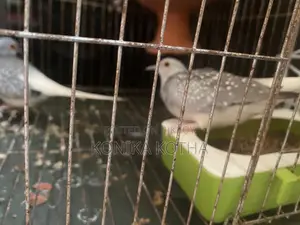 Diamond Dove Running Pair Sell