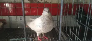 A pair of Khaki pigeons will be sold